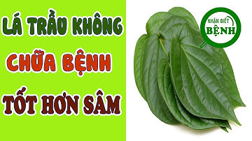 8 Công Dụng bất ngờ từ Lá Trầu Không