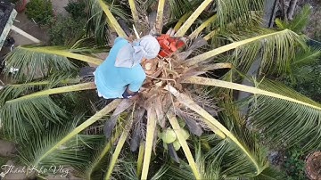 De man zag een hoge kokospalm.