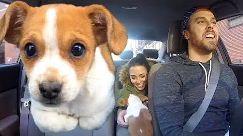 Puppy in the uber
