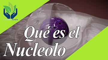Qual é a função de nucléolo?