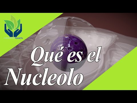 Nucleolo: explicación y ejemplos