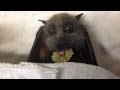 Flyingfox bat eats grapes  this is sully