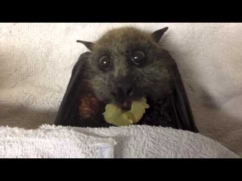 Flying-Fox (bat) eats grapes