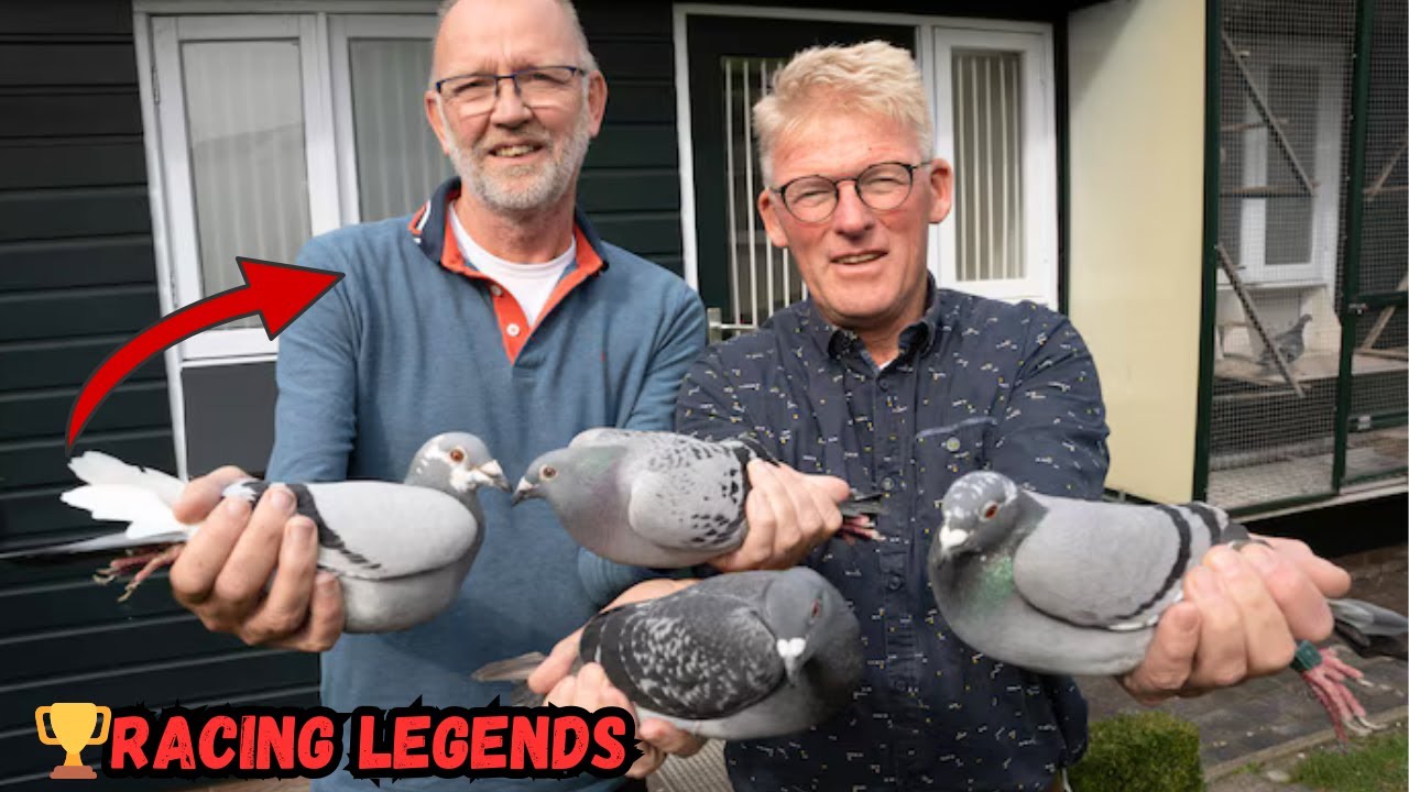 Pigeon Auction: The Stories of Luc Van Coppenolle, Geert Ros & Team De Ridder