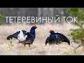 Тетеревиный ток весной - удивительная птица тетерев