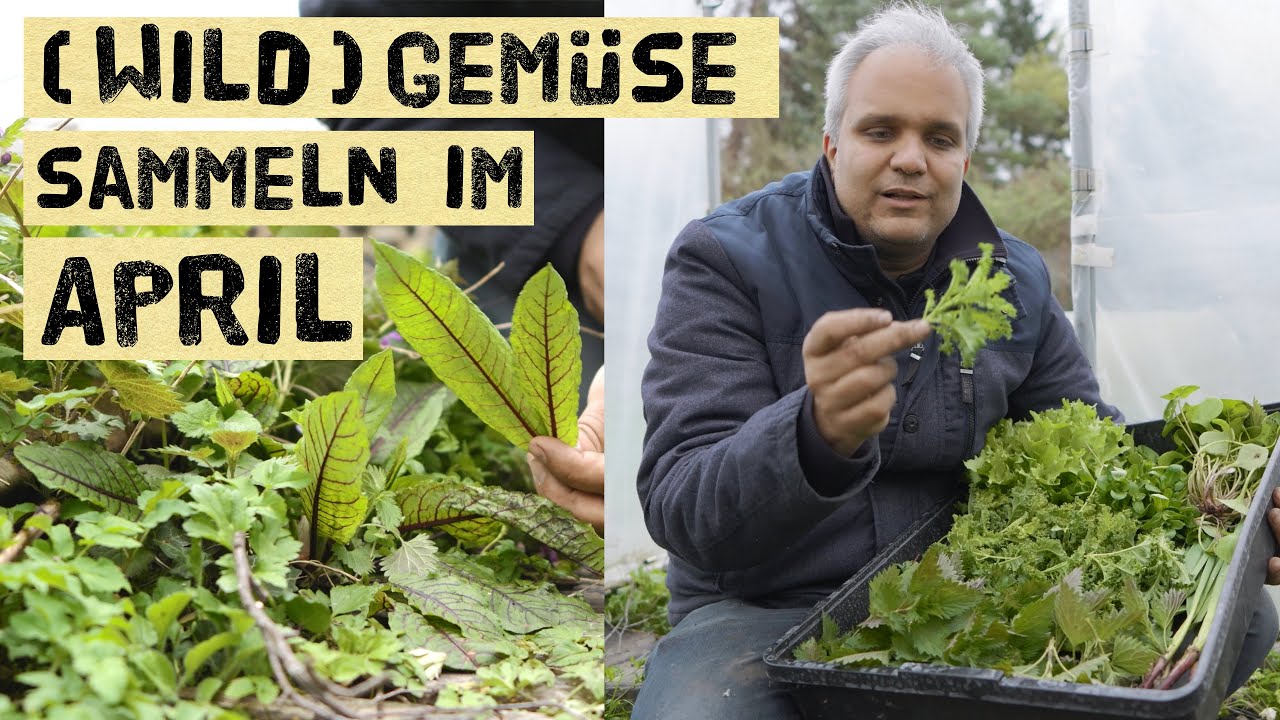 Wildgemüse und Kräuter sammeln im April - Kostenlose Selbstversorgung aus dem eigenen Garten.