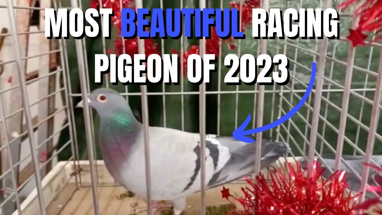INCREDIBLE Racing Pigeon Exhibition