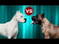 Dogo Argentino VS Presa Canario