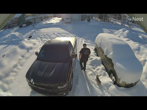 Small Dog Stands Up to Massive Moose || ViralHog