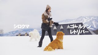 積雪1メートルのドッグランではしゃぐシロクマとゴールデンレトリバー