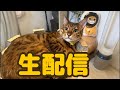 【生配信5/29】梅雨に入ってきてぐずつく天気の日は猫でも見て過ごしませんか?生配信