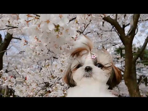 お散歩 桜 松ぼっくり 生後6ヶ月 シーズー 犬 子犬 Shih Tzu Dog Puppy Youtube お散歩 桜 松ぼっくり 生後6ヶ月 シーズー 犬 子犬 Shih Tzu Dog Puppy Youtube