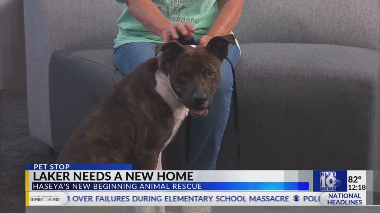 Pet Stop Laker is looking for a home through Haseya's New Beginning