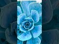 Navy blue lotus🤯🥰🥰🥶#shorts