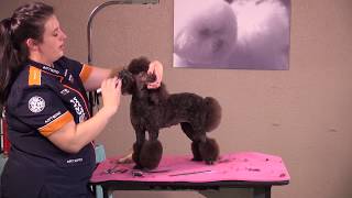 miami trim poodle