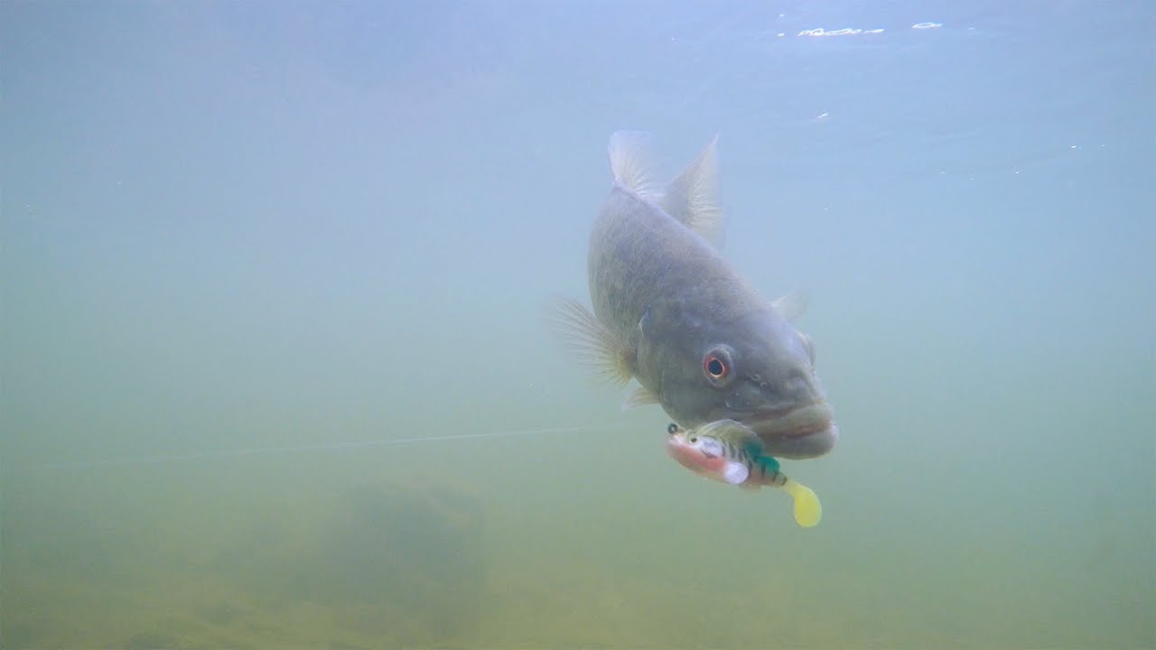 megabass dark sleeper swimbait