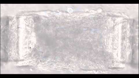 Light-activated skeletal muscles at MIT