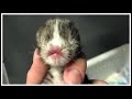 「信じられない・・」変わった見た目で産まれてきた子猫。様々な困難を抱えながら頑張る姿に涙・・・。【応援したい話】
