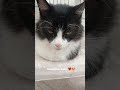 #pets #olhar#43#😻🤣😸
