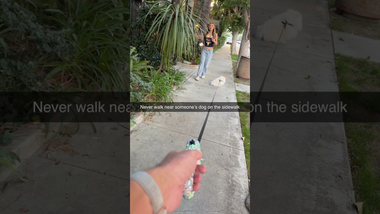 Never walk named someone's dog on the sidewalk￼