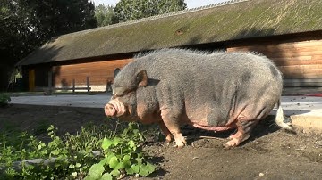 Amazing biggest pig in the world