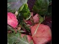 Come on, let's have dinner together!! #garden #gardening #ihavethisthingwithplants #eatdinner #meal