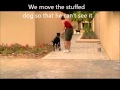 How to help dogs that bark and lunge at other dogs when on a lead How to help dogs that bark and lunge at other dogs when on a lead