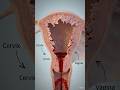 🤯 हर महीने महिला के शरीर से खून क्यों निकलता है? असली सच जानिए l #youtubeshorts #humanbody #period