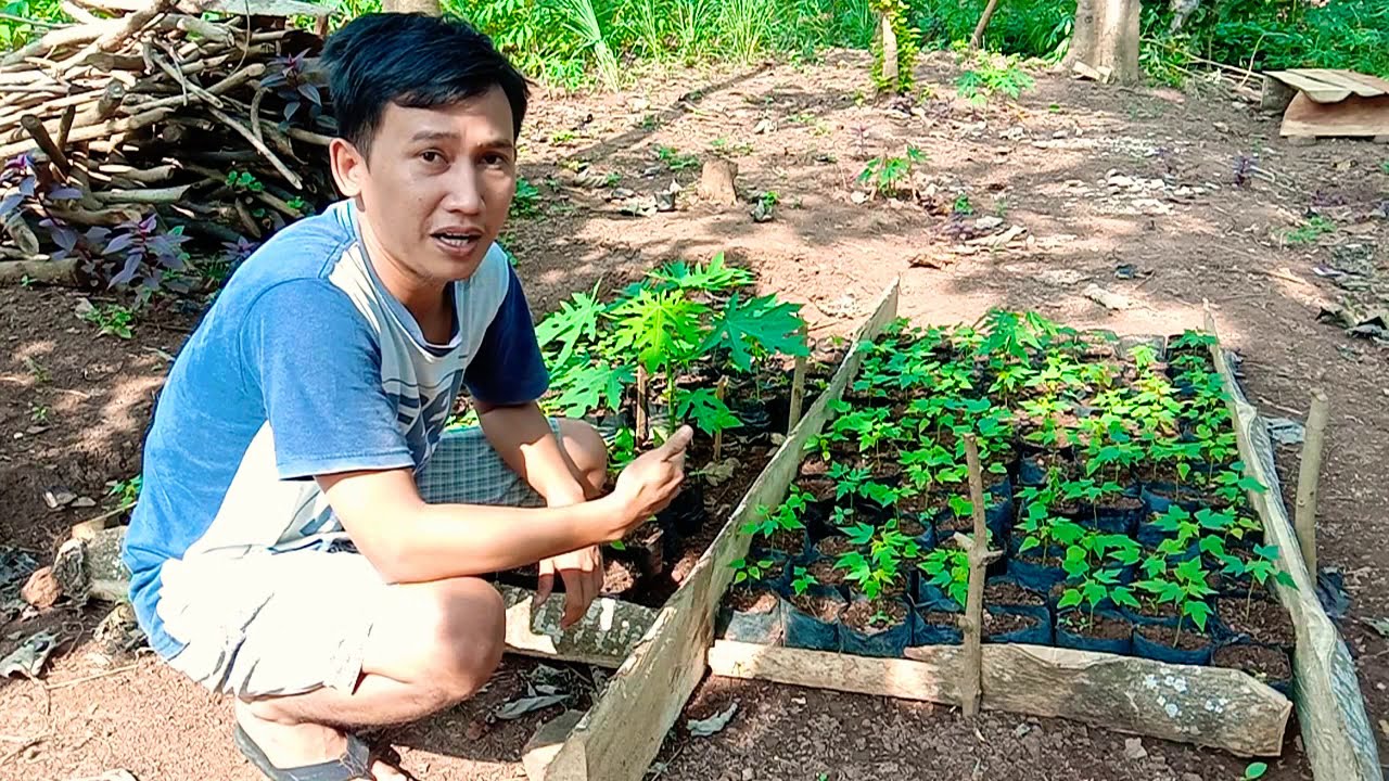 budidaya pepaya di waktu pandemi ( ngacaprak) 
