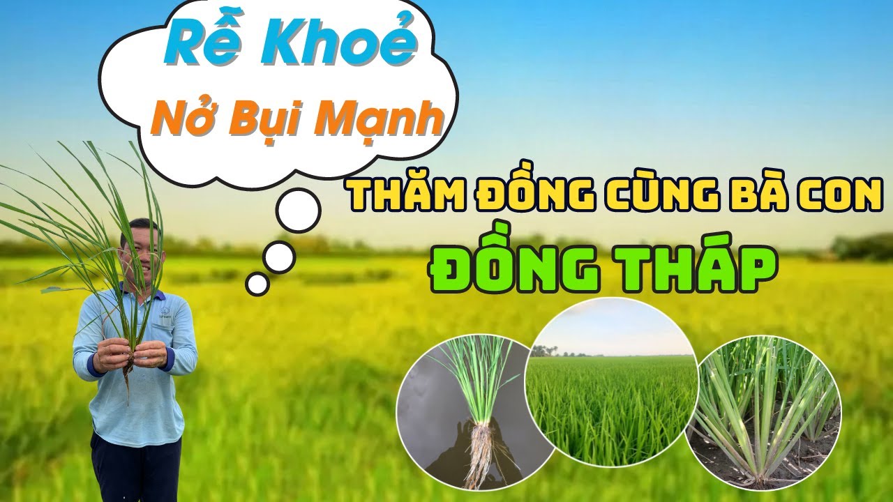 KCS - Cây Lúa Rễ Khỏe - Nở Bụi Mạnh Cùng Bà Con Nông Dân Đồng Tháp ...