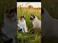 GARDEN JOURNEY PT.1 #cat #cute #crazy #youtubeshorts