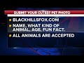 Cutest pet of the week: Peanut Butter