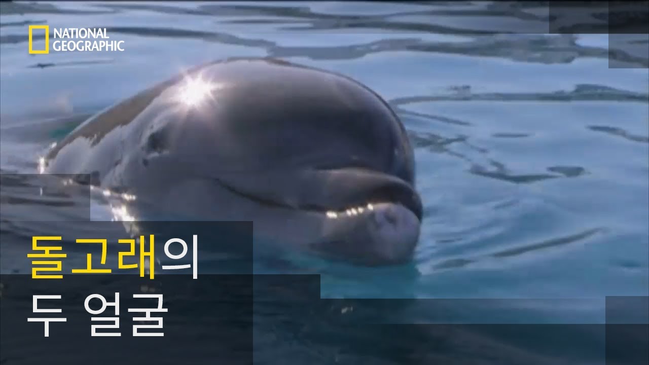 사람과 친한 동물 돌고래의 공격성