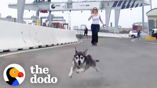 No One Can Catch This Dog! | The Dodo