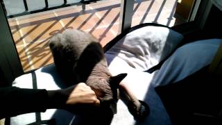 Sphynx cat loves a big cushion by Gaby 500 views 12 years ago 2 minutes, 5 seconds