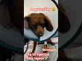 Dog Vomiting 🤒💉 | Emergency Injection & Drip 💦🥹 | Pet Clinic Vlog 🏥🐶 #shorts #viral #minivlog #viral