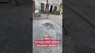 #borr #kurzhaar #puppy #köpek #deutschland #harehunting #hunter #avcılar #deutschland #duniya