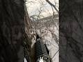 How an AK-12 Shot Down 3 Drones