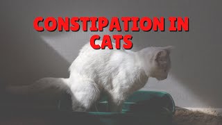The Cause Of Constipation In Most Cats | Two Crazy Cat Ladies