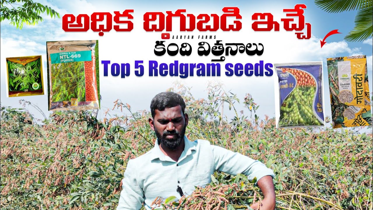 2025 లో అధిక దిగుబడి ఇచ్చే కంది (తొగారి ) విత్తనాలు || top red gram seeds in 2025