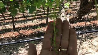 Pellenc Soft Touch Leaf Puller - Good news for Table grape growers