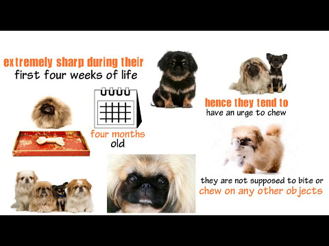 proven-ways-to-handle-pekingese-puppies-chewing-and-teething-problems,-pekingese-dog-health-and-care