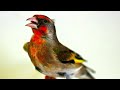 من أفضل الطيور المغردة تغريد رائع طائر المايسترو Maestro Bird Is One Of The Best Songbirds