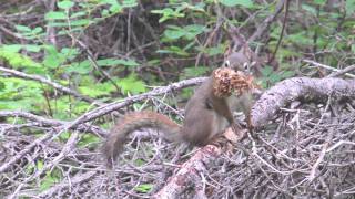 Red Squirrel