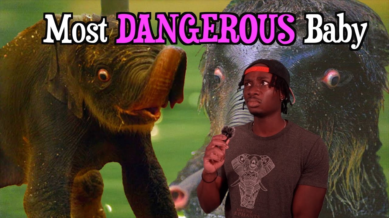 Why You Should Never Play with a Baby Elephant