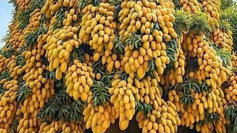 Unique Technique : Grafting Mango Tree Using Coconuts Growing Faster and Has Many Fruits
