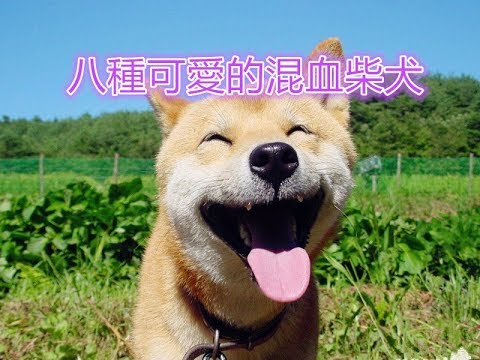 八種不同品種萌萌的混血柴犬