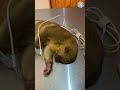 Kinkajou is monitored for health issues