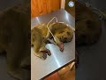 Kinkajou is monitored for health issues