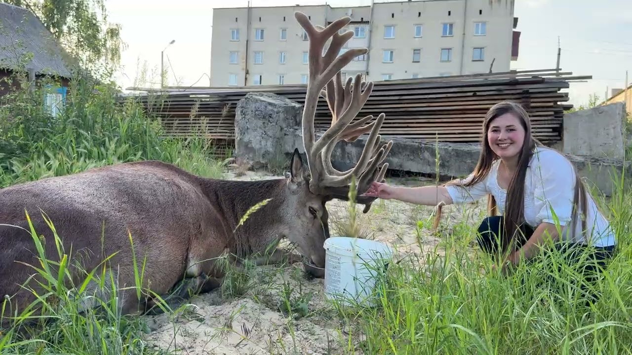 Чи буде Борис пити воду? #Irysik3076 #deer #animals #олень #оленьборис #оленьборя  #оленьборька